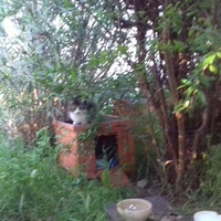 photo de livraison pour Les Chats Libres de la Canterrane