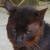 photo animal