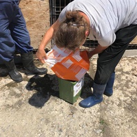 photo de livraison pour RespekTIERE Leben e.V.