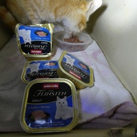 photo de livraison pour Jardin des Chats