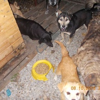 photo de livraison pour Pro Animals Finland ry