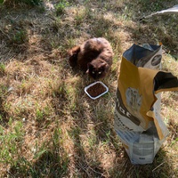 photo de livraison pour Ecole du Chat des Alpilles