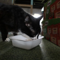 photo de livraison pour Chatsociation71