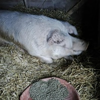 photo de livraison pour Chats Libres de Béziers
