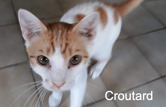 Croutard Chat Va Bien Animal Webaction Croutard Chat Va Bien Animal Webaction