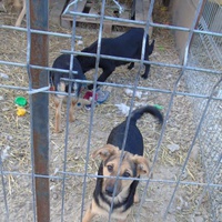 photo de livraison pour Animal Shields Oradea