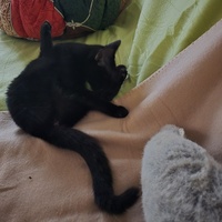 photo de livraison pour Rohini et Compagnie