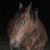 photo animal