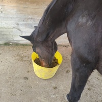photo de livraison pour Refuge Cheval Nature En Aquitaine