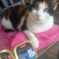 photo de livraison pour Les Pattounes de l'Espoir