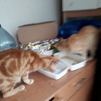 photo de livraison pour Une vie, Un chat