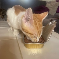 photo de livraison pour Les Chats de la Rue