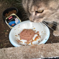 photo de livraison pour L'Ecole du Chat Istreen