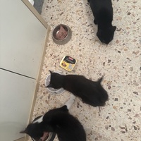 photo de livraison pour Chat Gratouille