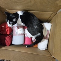 photo de livraison pour Les Chats de Dugny