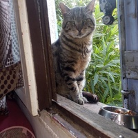 photo de livraison pour MIM Ô CHATS