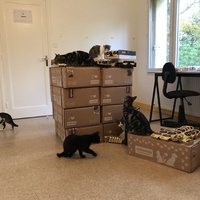 photo de livraison pour Les Chats Libres de Joinville