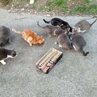 photo de livraison pour Les chats Port-Saint-Louisiens