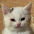 photo animal