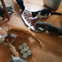 photo de livraison pour Les Copains Félins