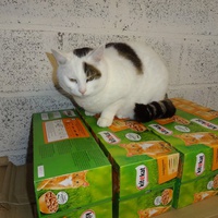 photo de livraison pour Ecole du Chat de la Vallée d'Auge