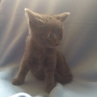 photo de livraison pour Les chats de l'Indifférence