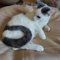photo de livraison pour Les Chats de la Rue