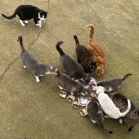 photo de livraison pour SADF (Sauvetage des animaux domestiques de France)