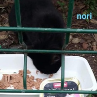 photo de livraison pour Les Chats-Pitresdelavi-Ste