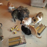 photo de livraison pour Jardin des Chats