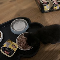 photo de livraison pour Les Chats de Condom 32