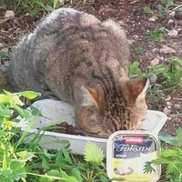 photo de livraison pour Les Chats-Pitresdelavi-Ste