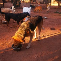 photo de livraison pour Help Adopt Moroccan Animals