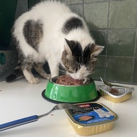 photo de livraison pour SADF (Sauvetage des animaux domestiques de France)