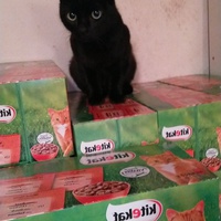 photo de livraison pour Les Chats de Pierrot