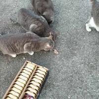 photo de livraison pour Les chats Port-Saint-Louisiens