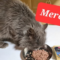 photo de livraison pour Main Alapatte