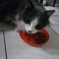photo de livraison pour Castel Cats