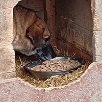 photo de livraison pour asociatia centrul de formare pentru activitati voluntare natura deva