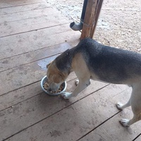 photo de livraison pour Happy Shelter Skopje