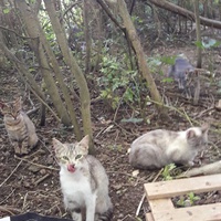 photo de livraison pour Les Chats libres de Fleurance