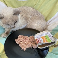 photo de livraison pour Ecole du Chat des Alpilles