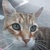 photo animal