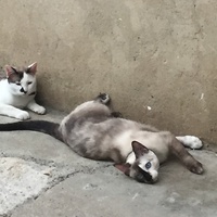 photo de livraison pour Les Chats Libres Condom 32