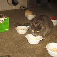 photo de livraison pour Jardin des Chats