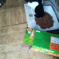 photo de livraison pour Chats Sans Toi"T"