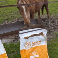 photo de livraison pour Hearthland Royal Horse