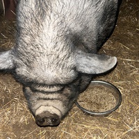 photo de livraison pour Refuge du Poil à la Plume