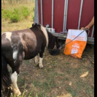 photo de livraison pour Equi-Libre : Droit à la Retraite Equine