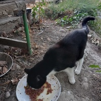 photo de livraison pour L'Ecole du Chat Istreen